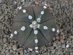 Astrophytum Z Jasenné, 5,5 cm - 12414954