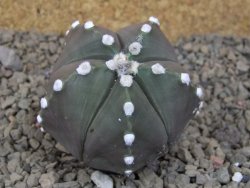 Astrophytum Z Jasenné, 5,5 cm - 12414955