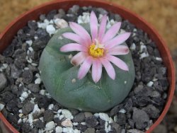 Lophophora fricii Viesca pot 6,5 cm