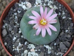 Lophophora fricii Viesca pot 6,5 cm - 12414963