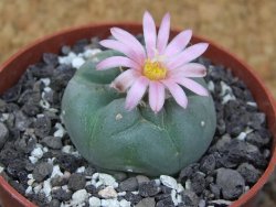 Lophophora fricii Viesca pot 6,5 cm - 12414964
