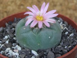 Lophophora fricii Viesca pot 6,5 cm - 12414965