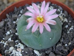Lophophora fricii Viesca pot 6,5 cm - 12414966