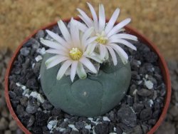 Lophophora fricii Viesca pot 6,5 cm - 12414967