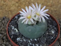 Lophophora fricii Viesca pot 6,5 cm - 12414968