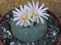 Lophophora fricii Viesca pot 6,5 cm