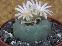 Lophophora fricii Viesca pot 6,5 cm - 12414971