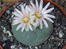 Lophophora fricii Viesca pot 6,5 cm - 12414972