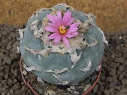 Lophophora fricii květináč 6,5 cm - 12414979