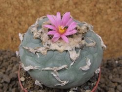 Lophophora fricii květináč 6,5 cm