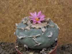 Lophophora fricii květináč 6,5 cm - 12414981