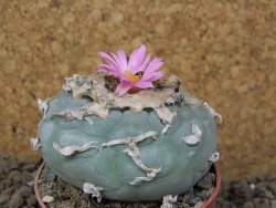 Lophophora fricii květináč 6,5 cm - 12414982