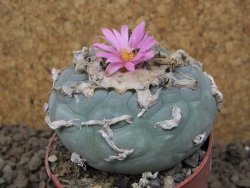Lophophora fricii květináč 6,5 cm - 12414983