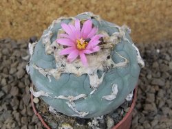 Lophophora fricii květináč 6,5 cm - 12414984