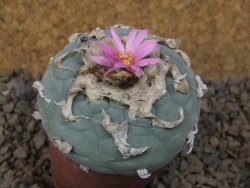 Lophophora fricii květináč 6,5 cm - 12414985