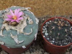 Lophophora fricii květináč 6,5 cm - 12414986