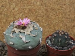 Lophophora fricii květináč 6,5 cm - 12414987