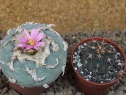 Lophophora fricii květináč 6,5 cm - 12414988