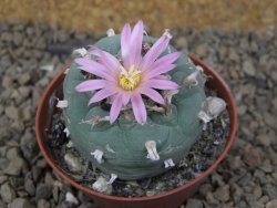 Lophophora fricii květináč 5,5 cm