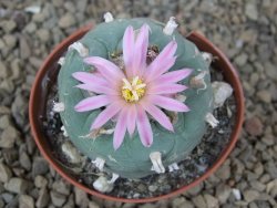 Lophophora fricii květináč 5,5 cm - 12414990