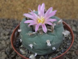 Lophophora fricii květináč 5,5 cm - 12414991