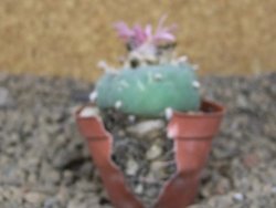 Lophophora fricii květináč 5,5 cm - 12414992