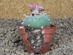 Lophophora fricii květináč 5,5 cm - 12414993