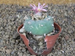 Lophophora fricii květináč 5,5 cm - 12414994