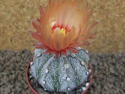 Astrophytum Z Jasenné, 6,5 cm