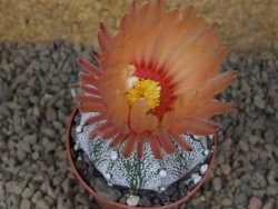 Astrophytum Z Jasenné, 6,5 cm - 12414996