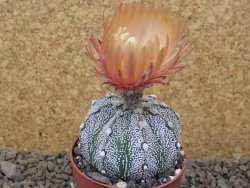 Astrophytum Z Jasenné, 6,5 cm - 12414997
