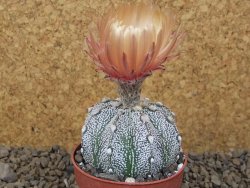 Astrophytum Z Jasenné, 6,5 cm - 12414998