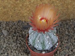 Astrophytum Z Jasenné, 6,5 cm - 12414999