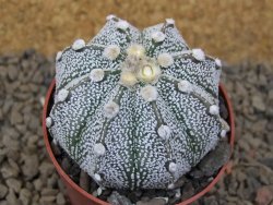 Astrophytum Z Jasenné, 6,5 cm - 12415000
