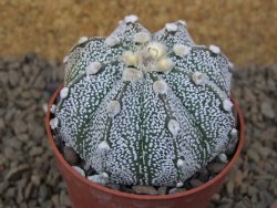 Astrophytum Z Jasenné, 6,5 cm - 12415001