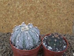 Astrophytum Z Jasenné, 6,5 cm - 12415002