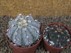 Astrophytum Z Jasenné, 6,5 cm - 12415003