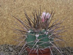 Gymnocalycium armatum LH1431 Pajcho centro, Tarija, 7 cm květináč
