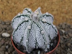 Astrophytum Z Jasenné květináč 5,5 cm - 12415025