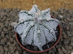 Astrophytum Z Jasenné květináč 5,5 cm