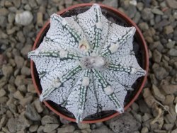 Astrophytum Z Jasenné květináč 5,5 cm - 12415027