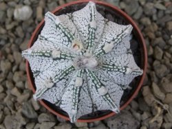 Astrophytum Z Jasenné květináč 5,5 cm - 12415028