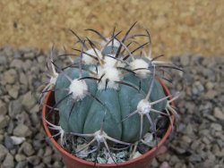 Echinocactus horizonthalonius květináč 5,5 cm Barrel cactus - 12415029