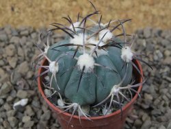 Echinocactus horizonthalonius květináč 5,5 cm Barrel cactus