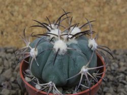 Echinocactus horizonthalonius květináč 5,5 cm Barrel cactus - 12415031