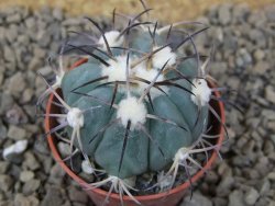 Echinocactus horizonthalonius květináč 5,5 cm Barrel cactus - 12415032