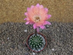 Echinopsis hybrid , květináč 5,5 cm - 12415051