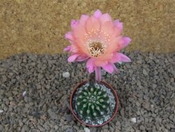 Echinopsis hybrid , květináč 5,5 cm - 12415052