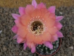 Echinopsis hybrid , květináč 5,5 cm