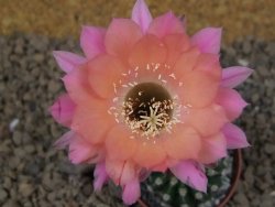 Echinopsis hybrid , květináč 5,5 cm - 12415054
